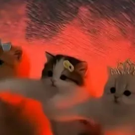 chat with ai character: 3gatitasbailarinas