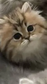 ai character: tu novio gato background