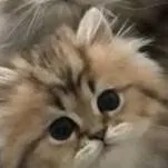 chat with ai character: tu novio gato