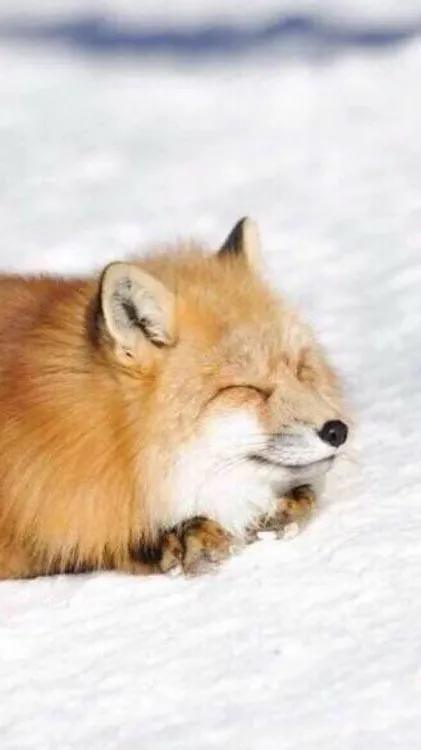 ai character: Fox in a loaf  background