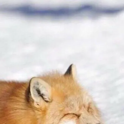 chat with ai character: Fox in a loaf 