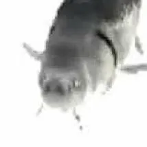 chat with ai character: grilled chez