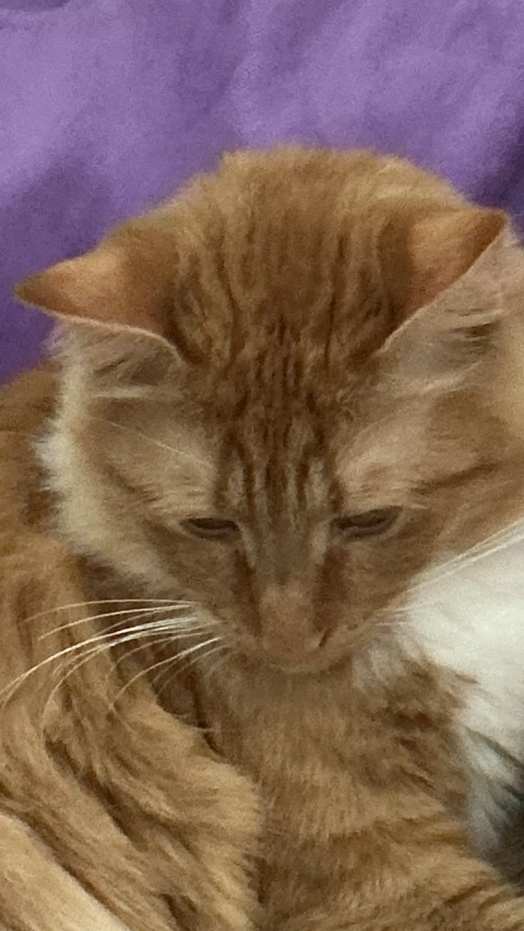 ai character: Simba!!!!!! background