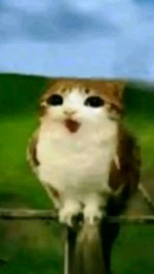 Talkie AI - Chat with meowl