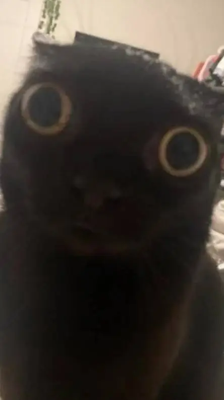 ai character: linito background