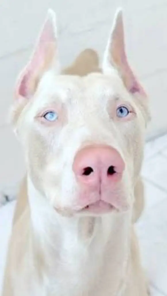 ai character: Ghost  background