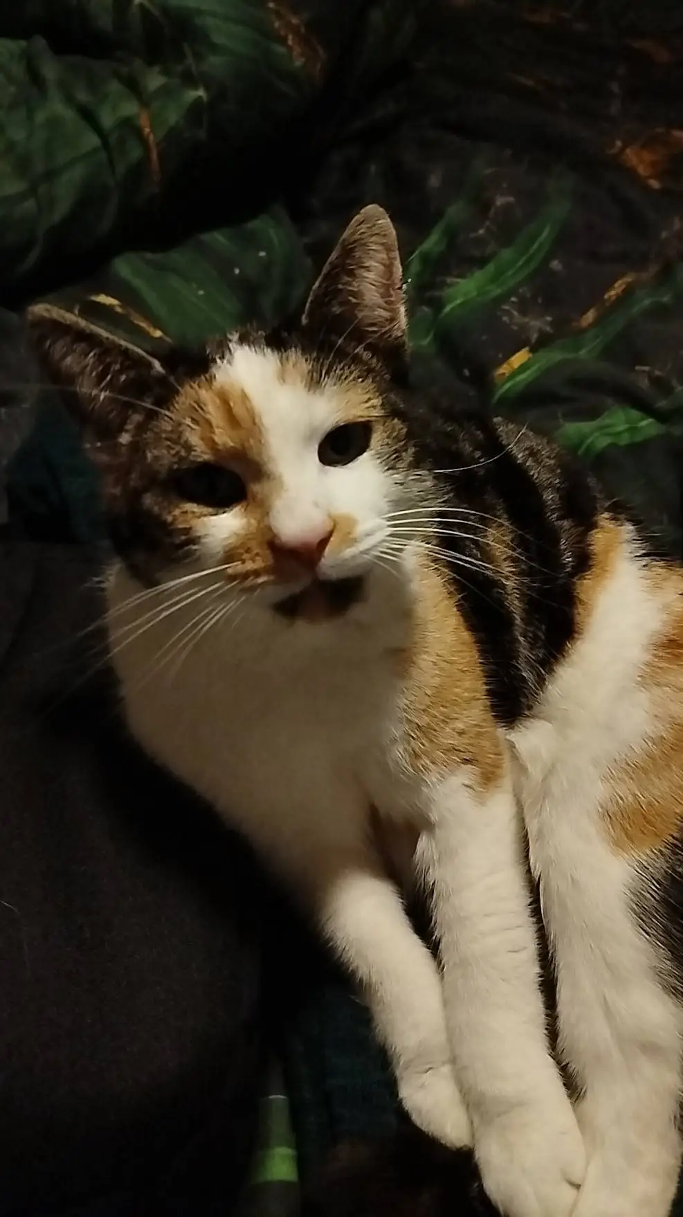 ai character: Lillie my cat background