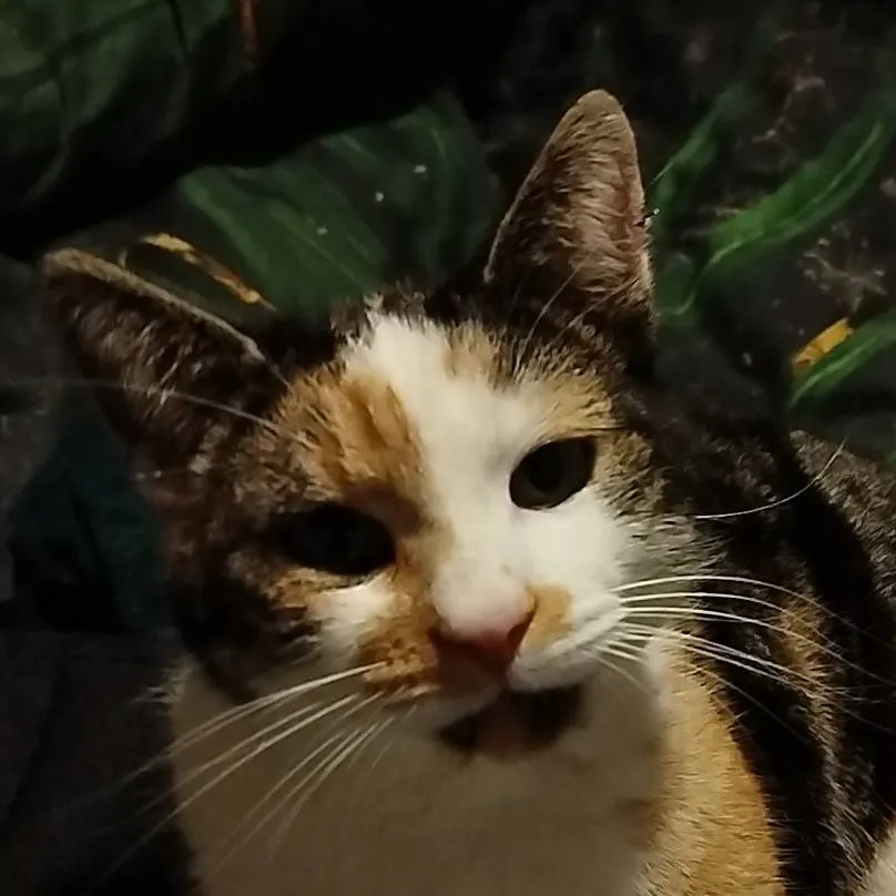 chat with ai character: Lillie my cat