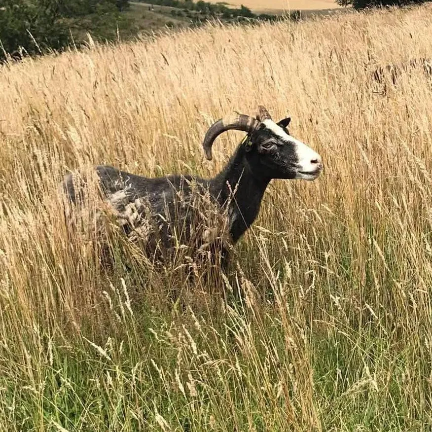 chat with ai character: Gorebox RP