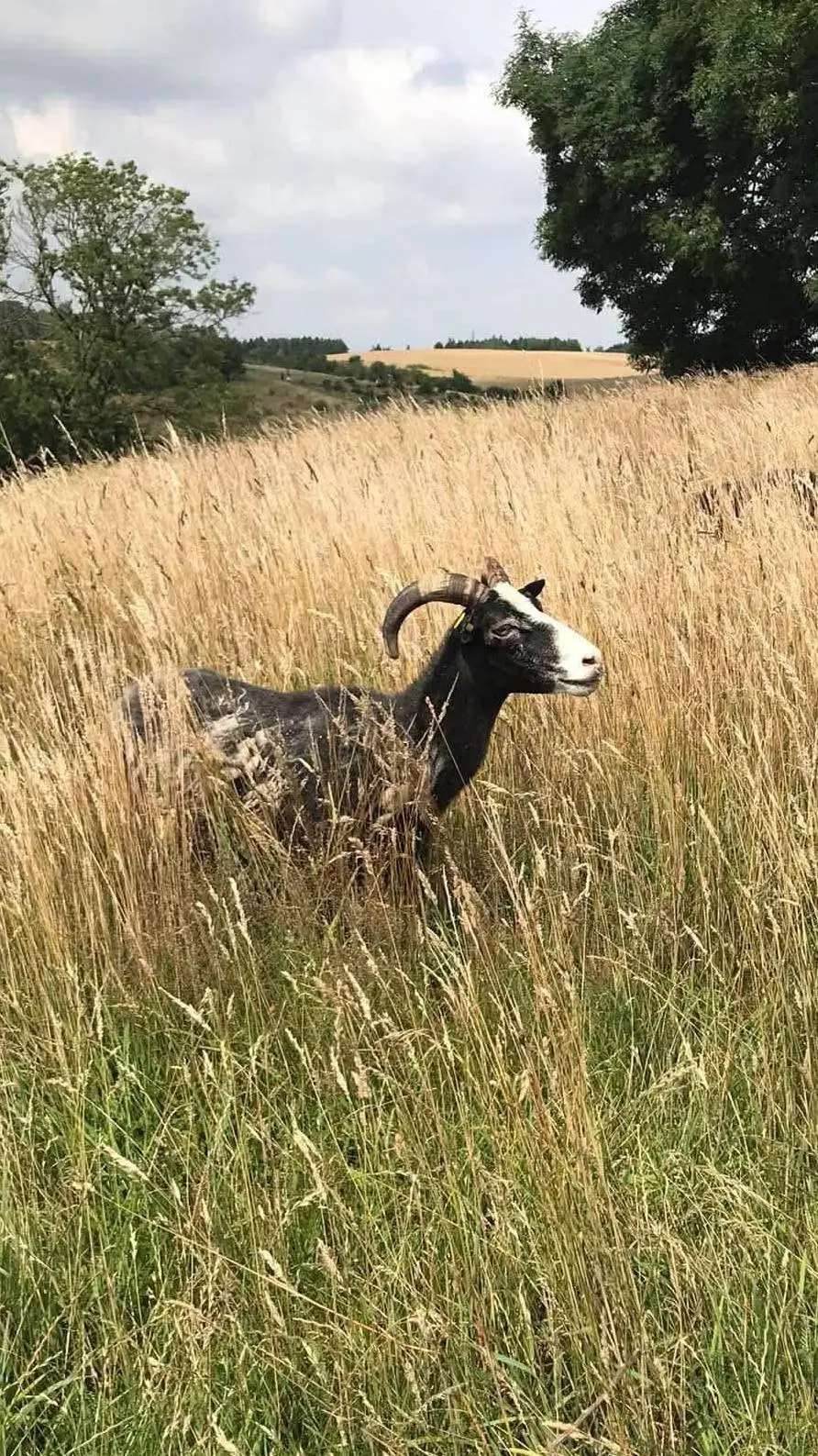 ai character: Gorebox RP background