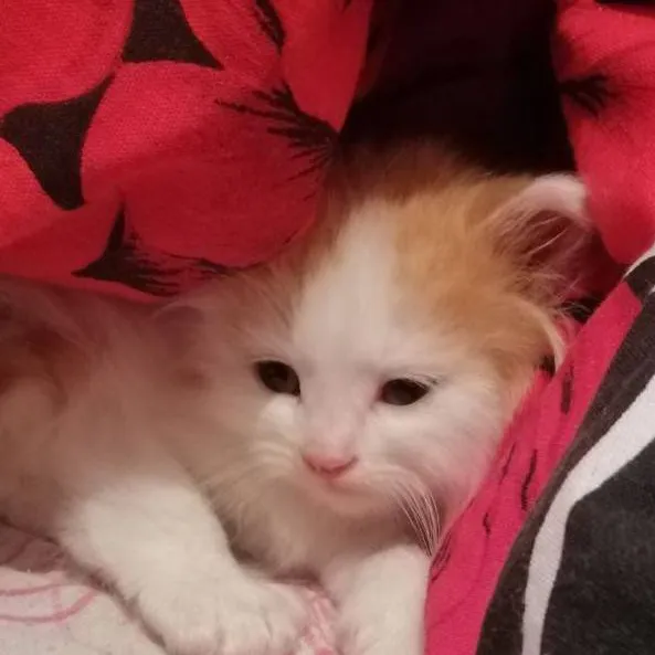 chat with ai character: Тимоха 