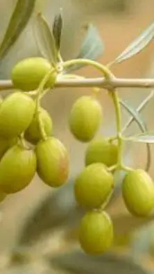 ai character: Olive tree background