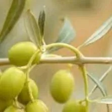 chat with ai character: Olive tree