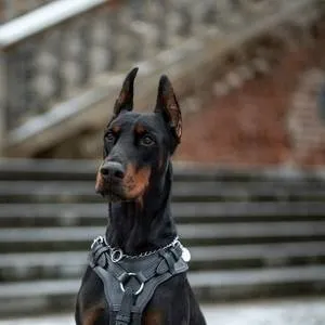 chat with ai character: Ulix