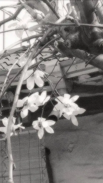 ai character: ─✦| ძrᥱᥲms background