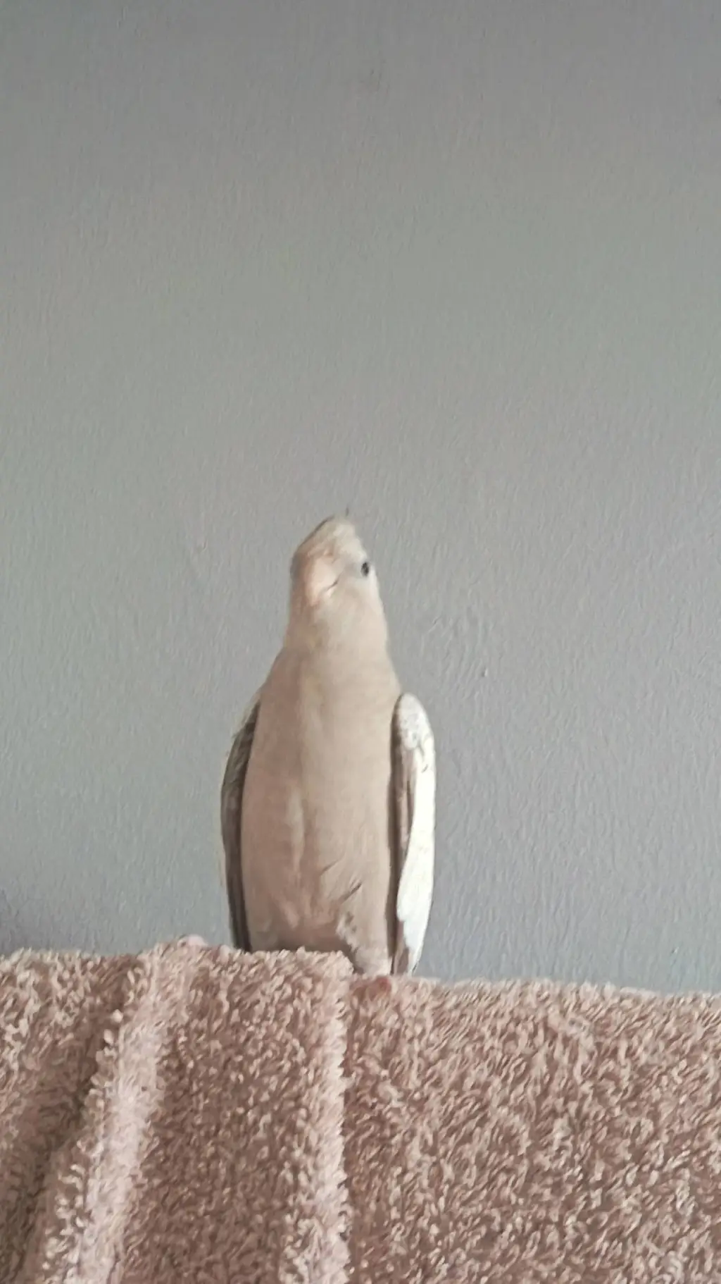 ai character: zazu background