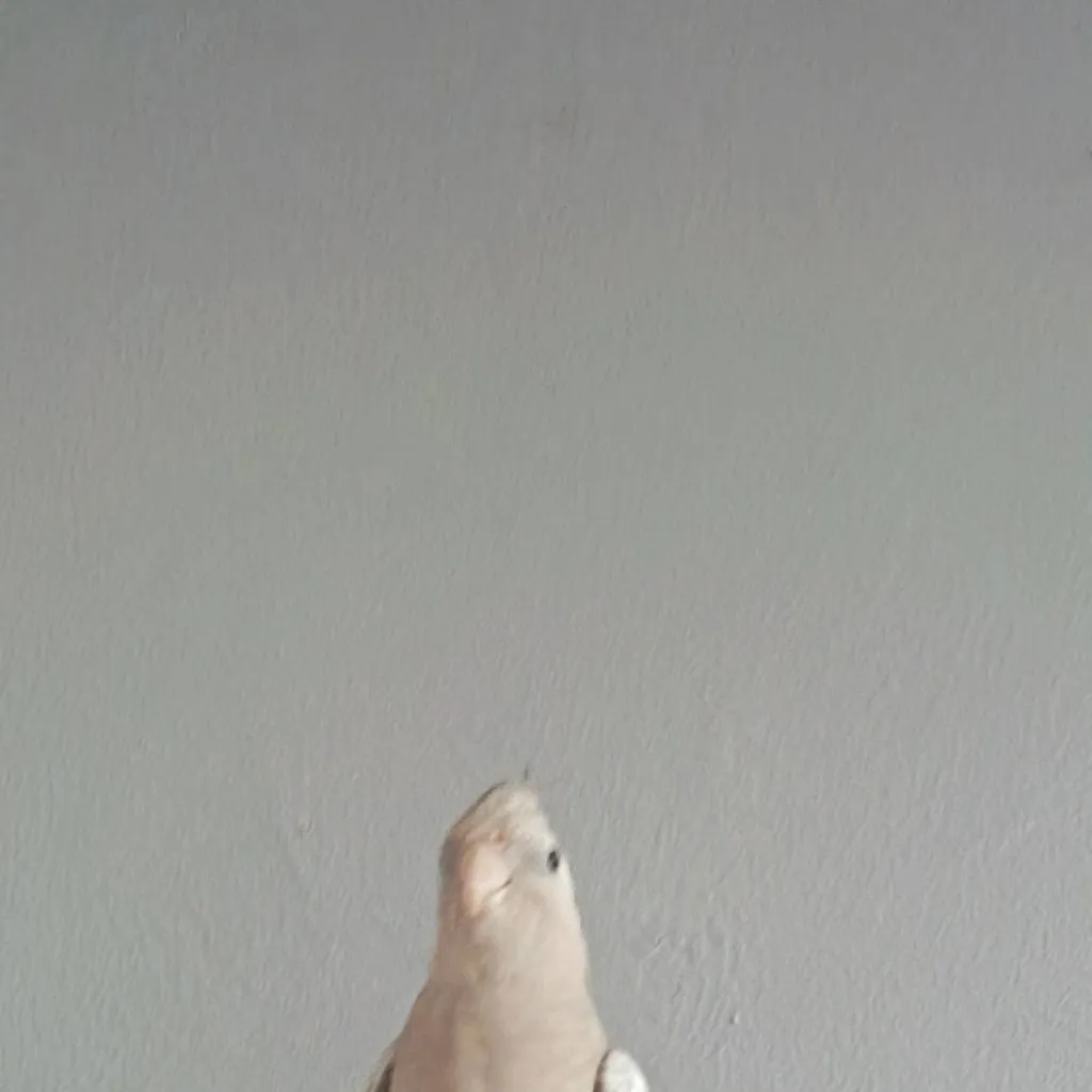 chat with ai character: zazu