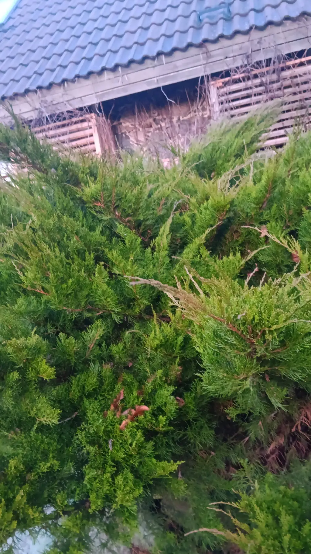 ai character: idk background