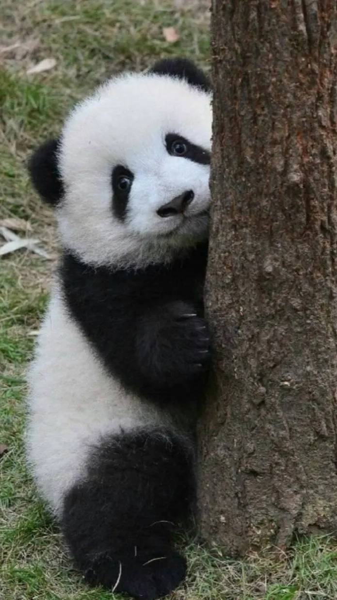 ai character: Panda Terzo background