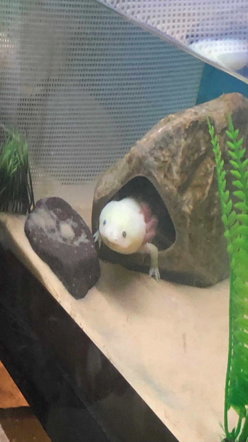 ai character: Your pet background