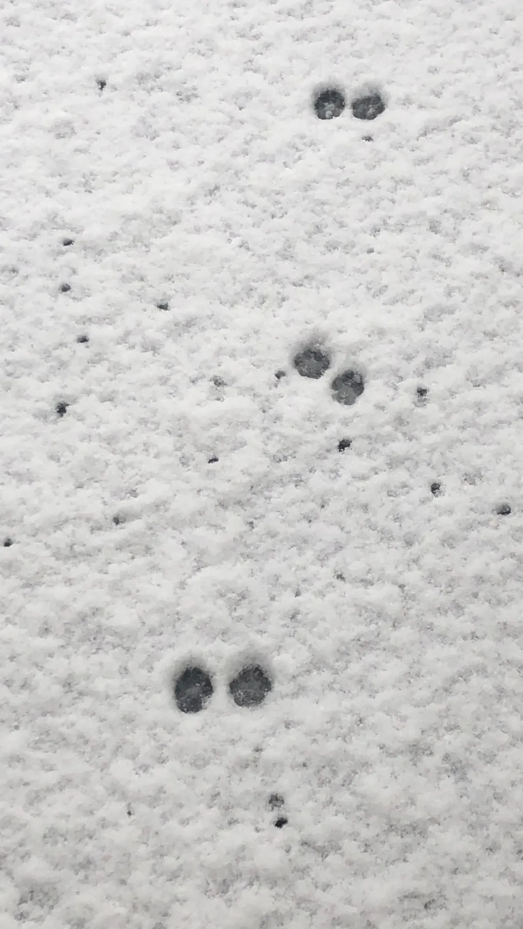 ai character: My cat(Lulu) background