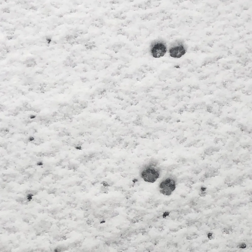 chat with ai character: My cat(Lulu)