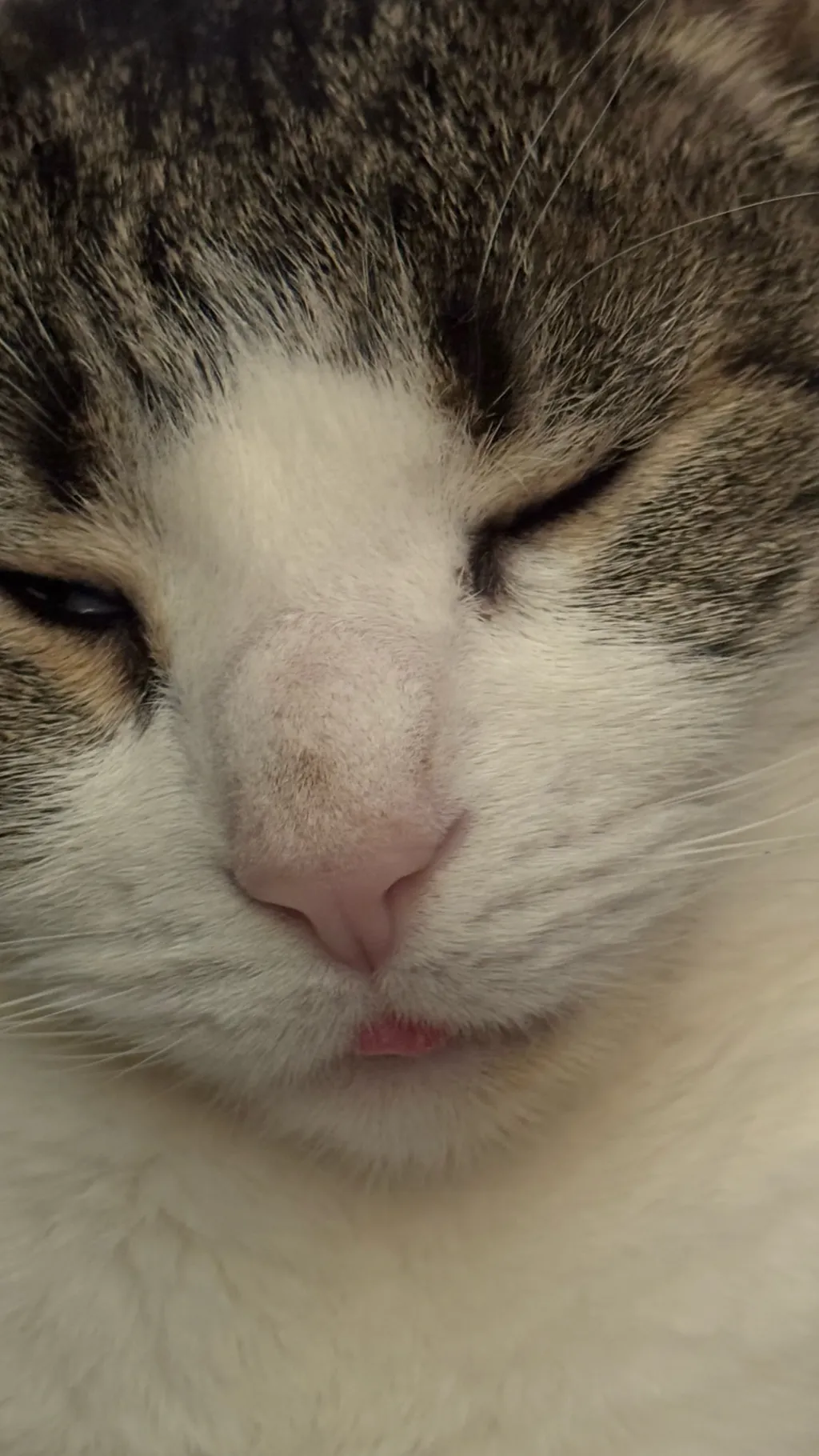 ai character: Mr.cheeks background