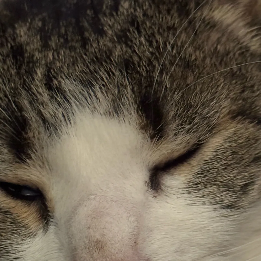 chat with ai character: Mr.cheeks