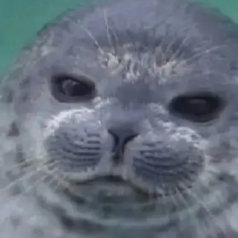 chat with ai character: Tsuki-Chan