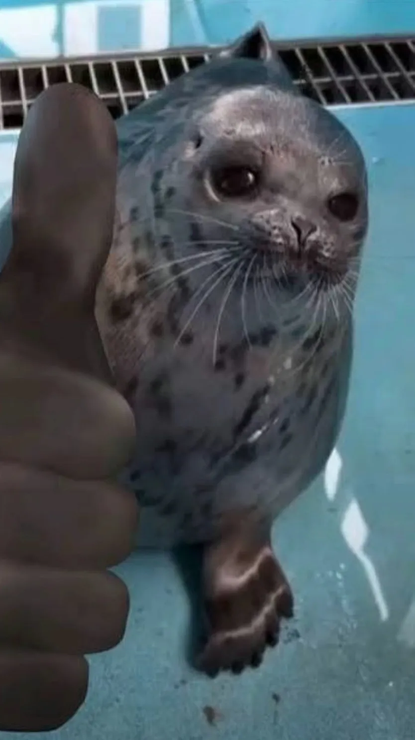 ai character: Mashiro background