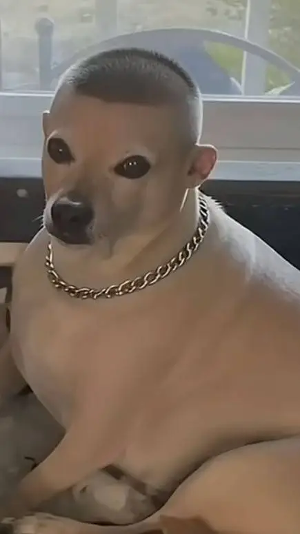 ai character: el perro de wizy  background