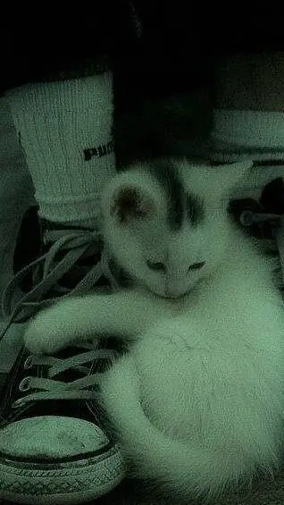 ai character: bakugos sis background