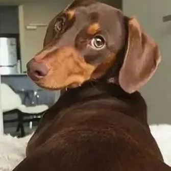 chat with ai character: Таксик