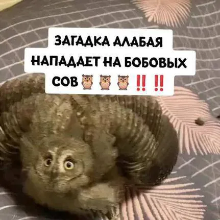 chat with ai character: сова