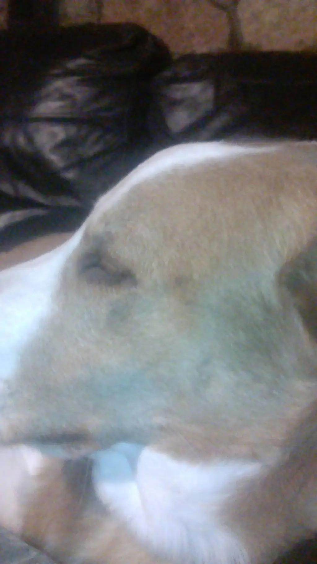 ai character:  spot  background