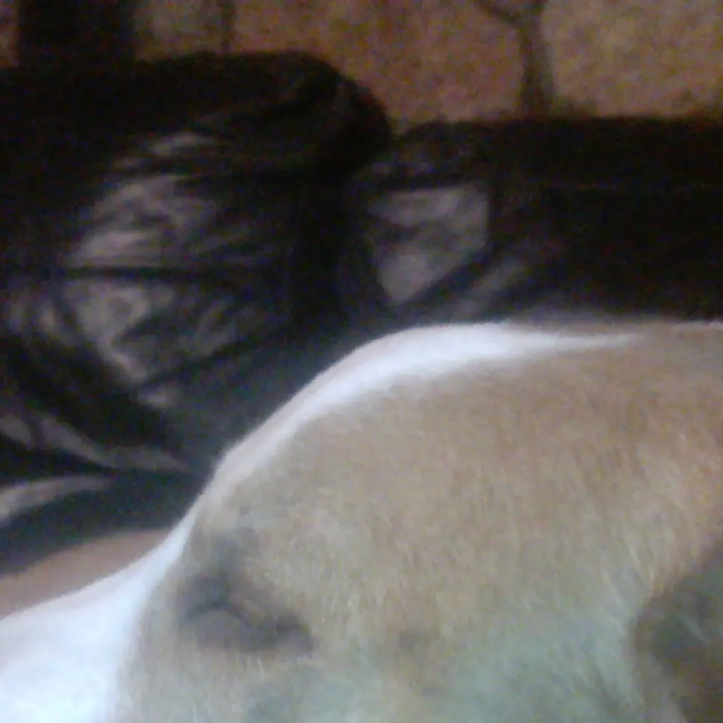 chat with ai character:  spot 