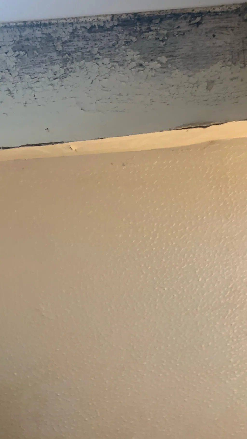 ai character: Prestonandsiblings background