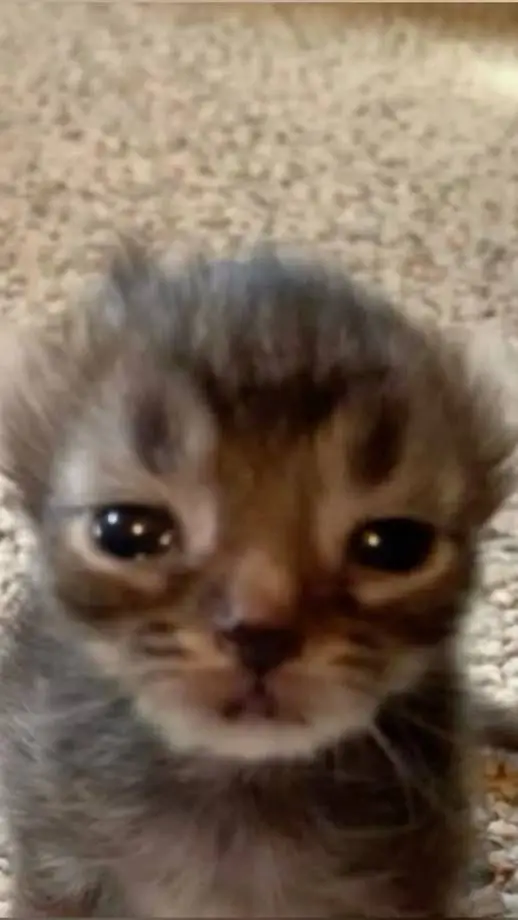 ai character: sad kitty background