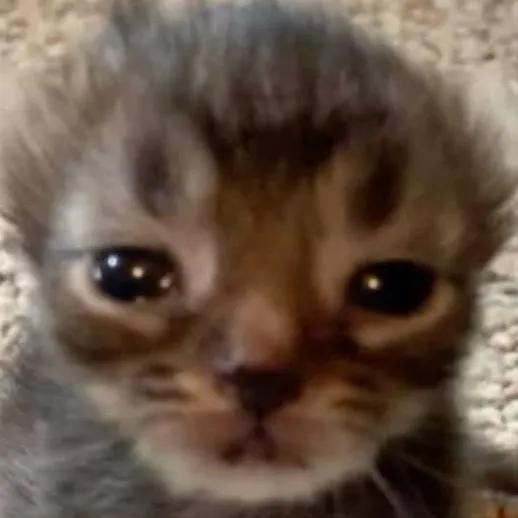 chat with ai character: sad kitty