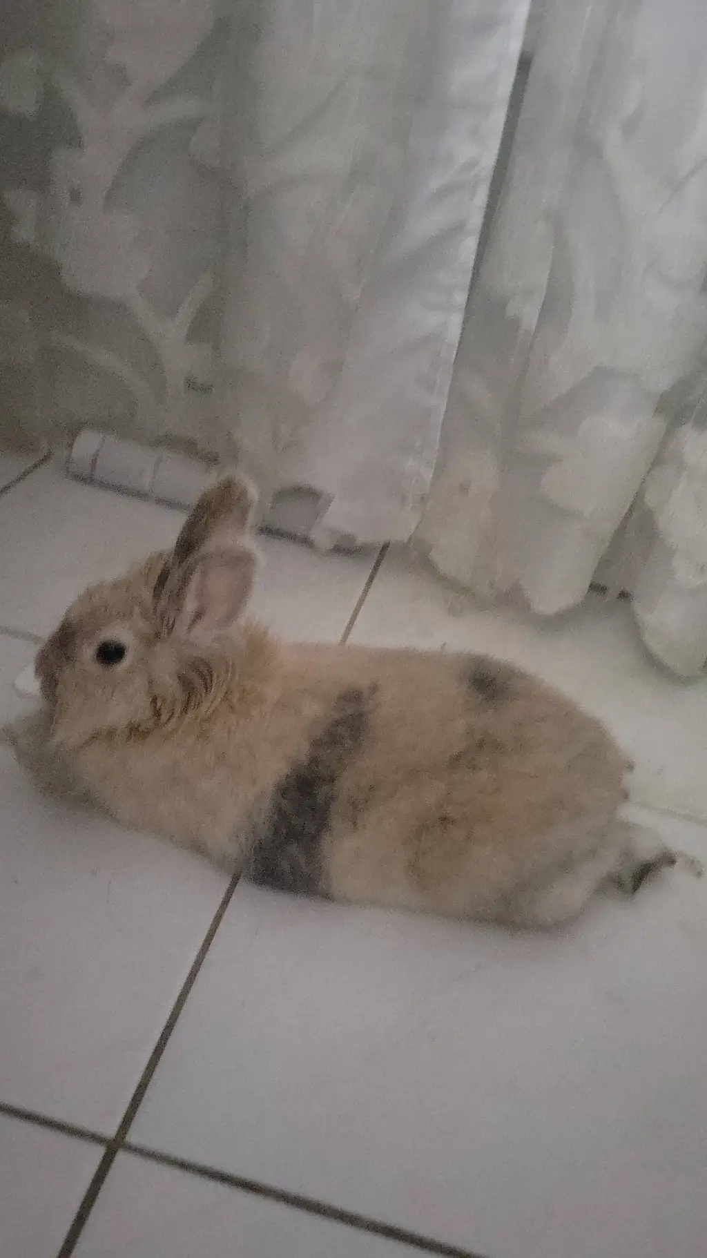 ai character: Toffee the rabbit background