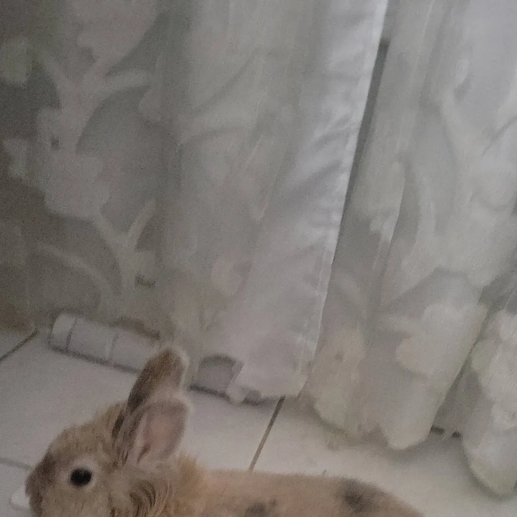 chat with ai character: Toffee the rabbit