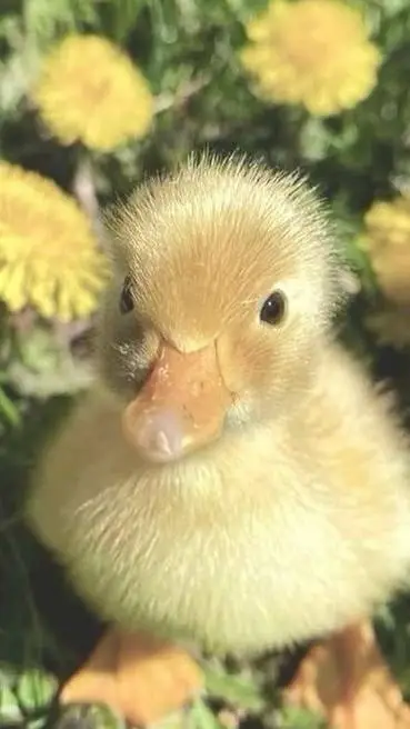 ai character: Cute Duck background