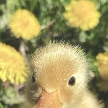 chat with ai character: Cute Duck