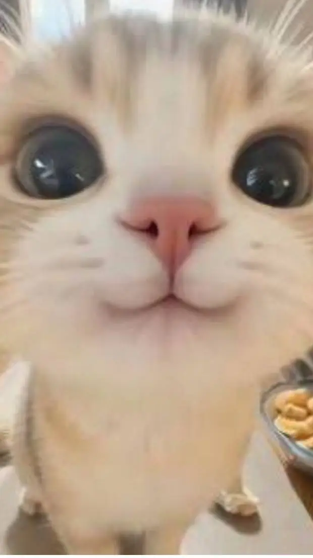 ai character: ◦•●◉✿ 𝑝𝑖𝑝𝑠 ✿◉●•◦ background