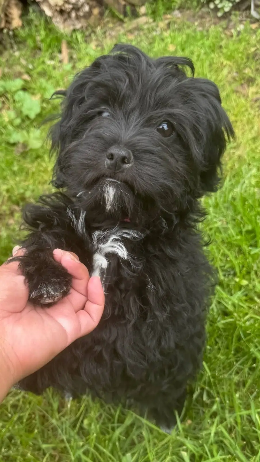 Talkie AI - Chat with rocky