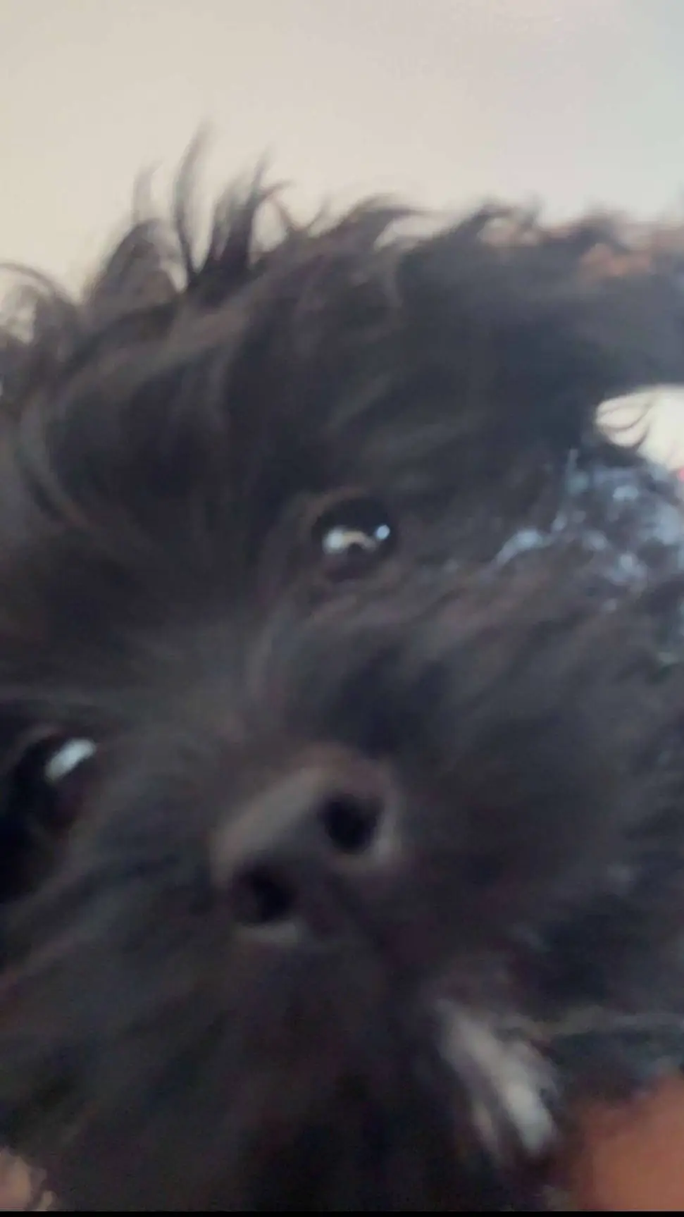 ai character: rocky  background