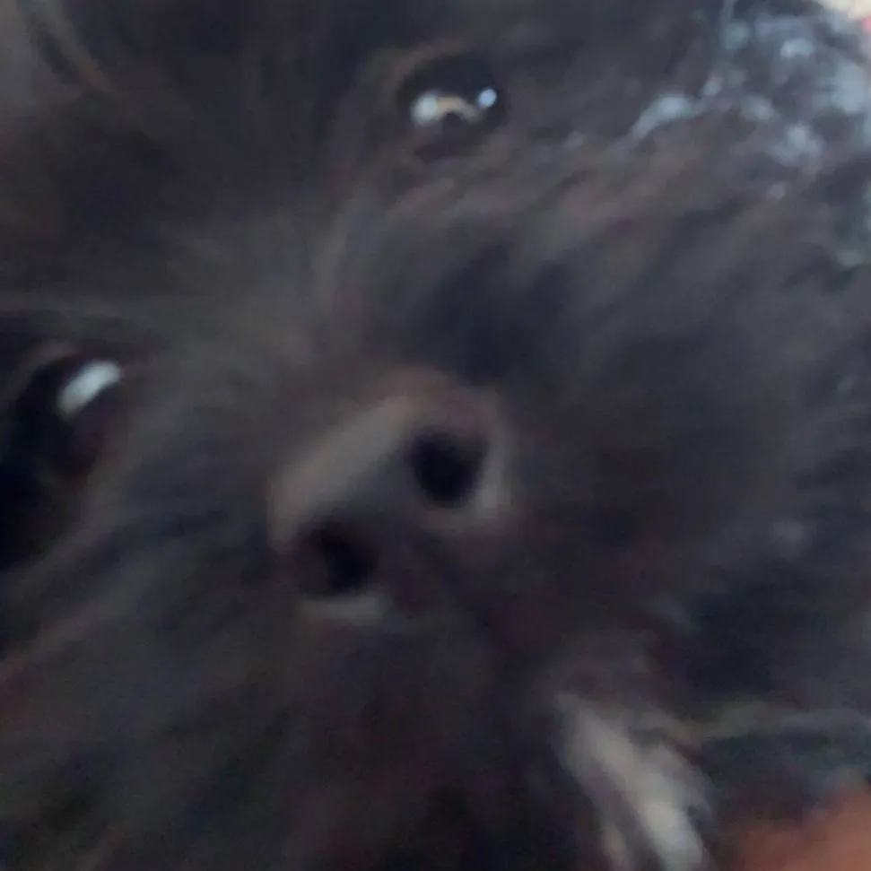 chat with ai character: rocky 