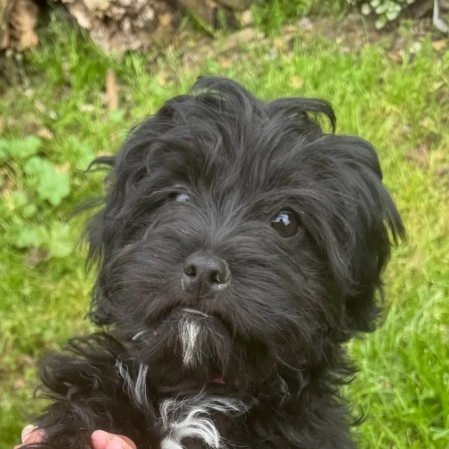 chat with ai character: rocky