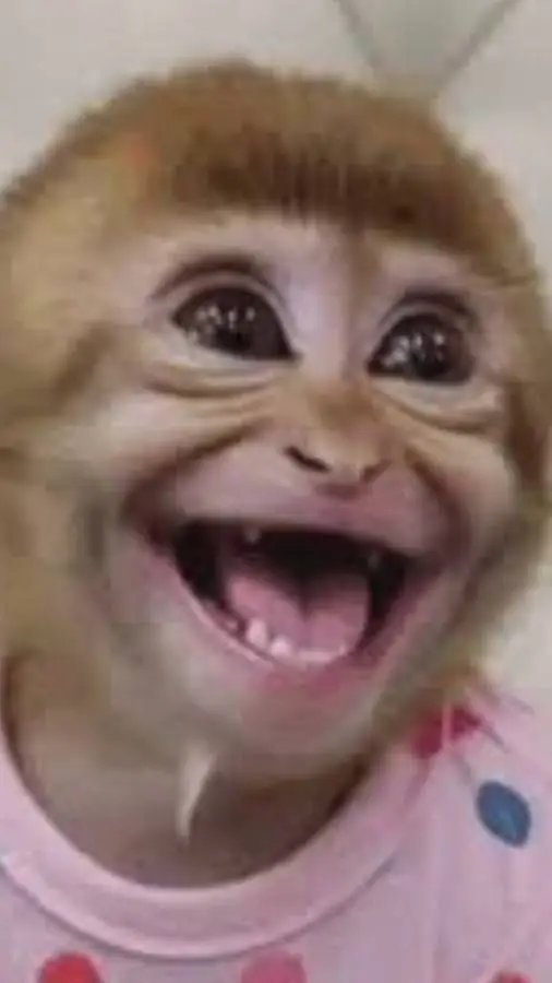 ai character: a cute monkey  background