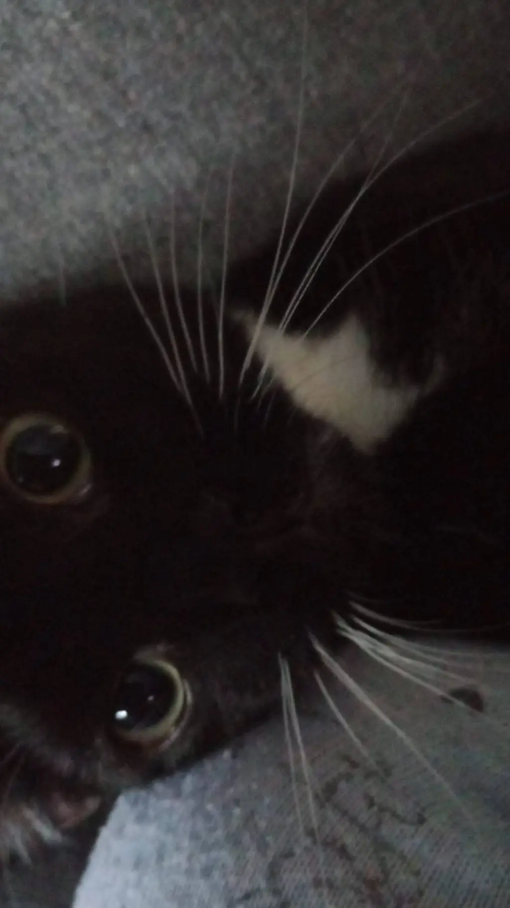 ai character: Max background